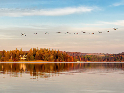Photo of geese flying over a lake