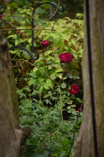 backyard roses | by Tobyotter