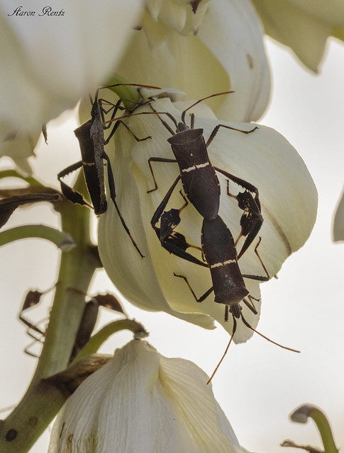 Cheek to cheek stink bugs on yucca blooms