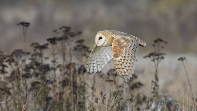 Barn Owl Early in the morning