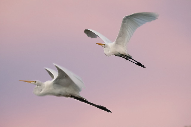 Garza Blanca- Great Egret- Ardrea Alba