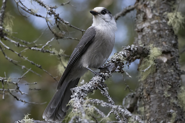 Canada Jay  (aka Gray Jay)   (Perisoreus canadensis)