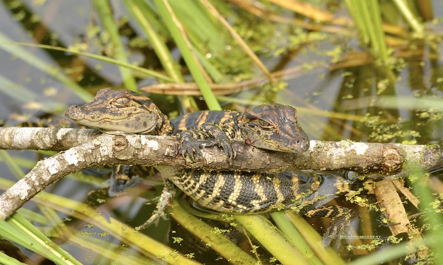 baby Gators
