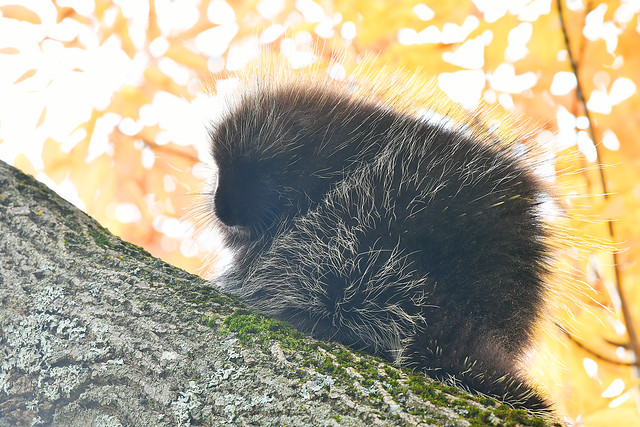Sleepy Little Porcupine