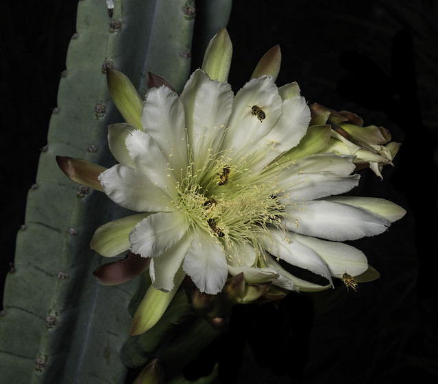 Night Blooming Cactus Flowers And The Honey Bees That Love Them