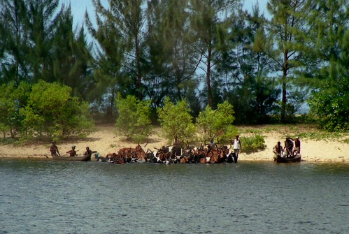 Herding Cattle into the river; Road to Manarara, Madagascar by Lon&Queta, Men herding cattle into water, 2 canoes; Road to Mananara, Analanjirofo Region, E Madagascar 1995-10