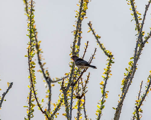 877837C2-9D67-44EE-85B4-4A93D23A9F50 by Tanque Verde, greatblueheron phainopepla nature bird birds landscapes mountains scenicnature harrisshawk woodpecke