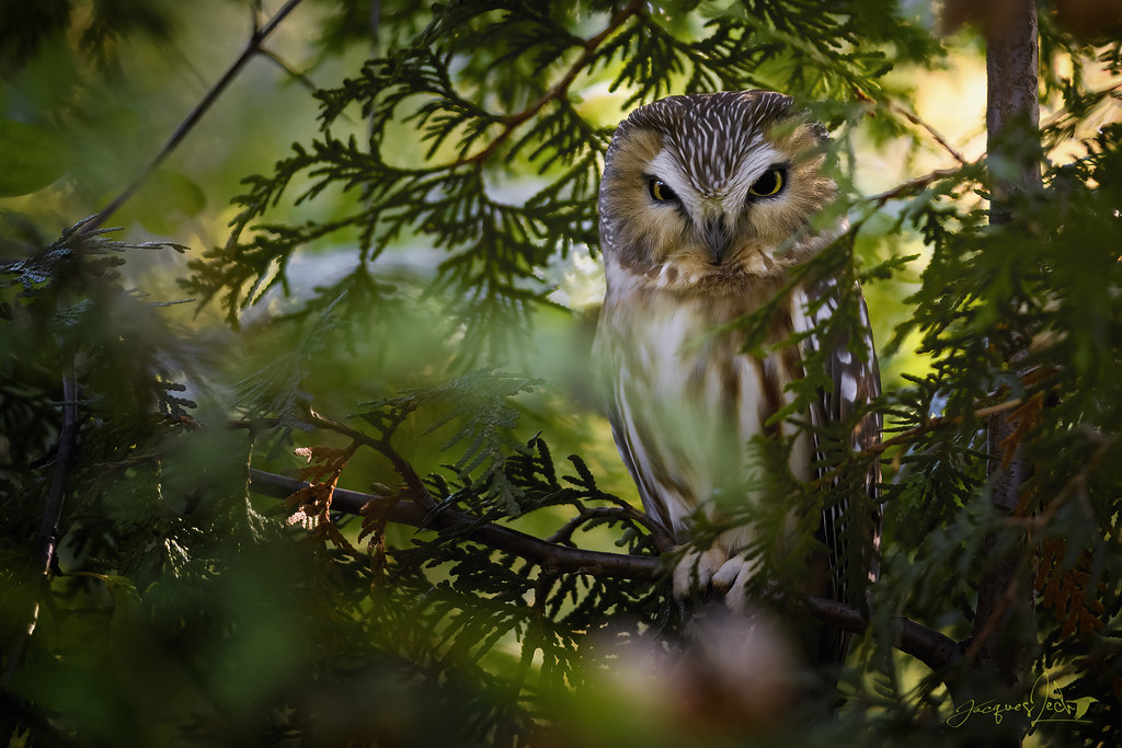 Northern Saw-whet Owl - Petite Nyctale