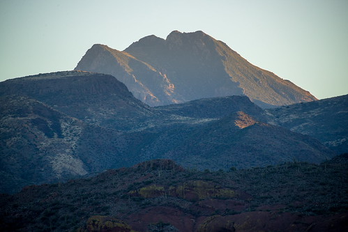 6C2E4F6E-5B89-4C90-A7CC-441D297B0C3F by Tanque Verde, greatblueheron phainopepla nature bird birds landscapes mountains scenicnature harrisshawk woodpecke