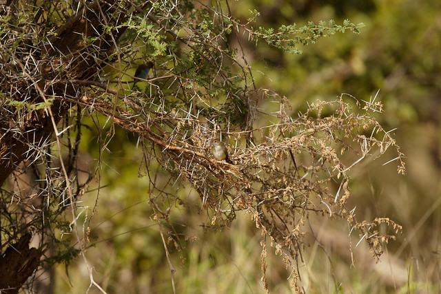 Birds in Kruger National park