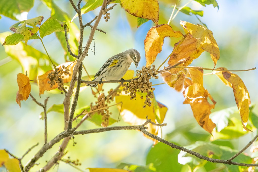 Yellow Rumped Warbler and the Berries