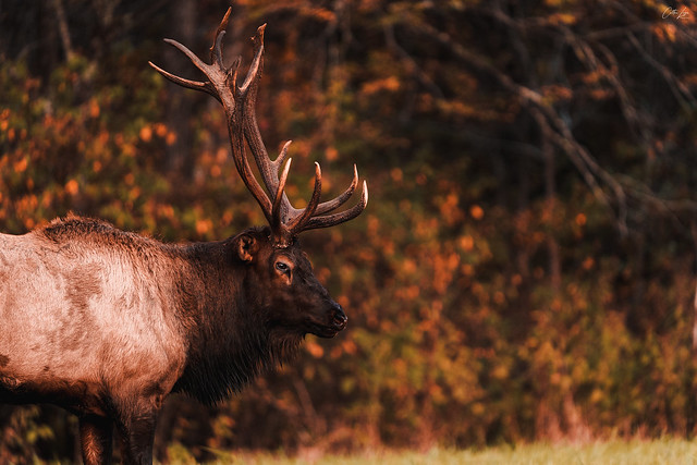 Smoky Mountain Elk