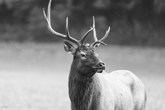 Smoky Mountain Elk
