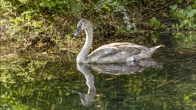 a young swan