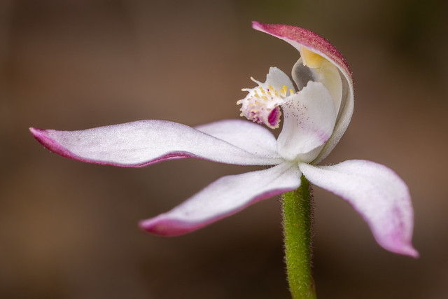 Musky Caps Orchid - Caladenia moschata