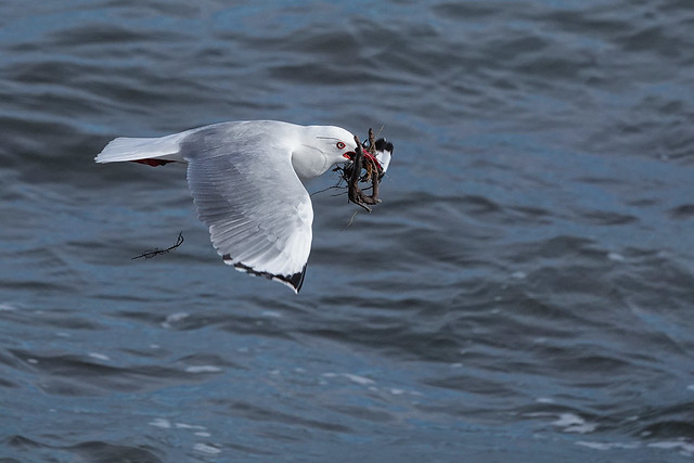 Red billed gulls getting nesting material