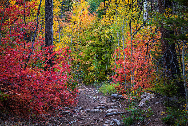 Trail Colors