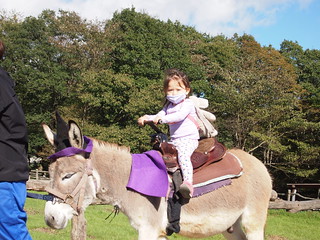 Momo rides a donkey