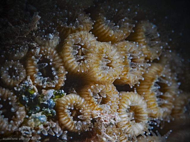 Pillow Coral, Rasenkoralle (Cladocora cespitosa)