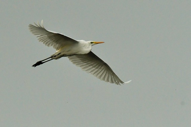 Grande aigrette - Ardea alba - Great egret