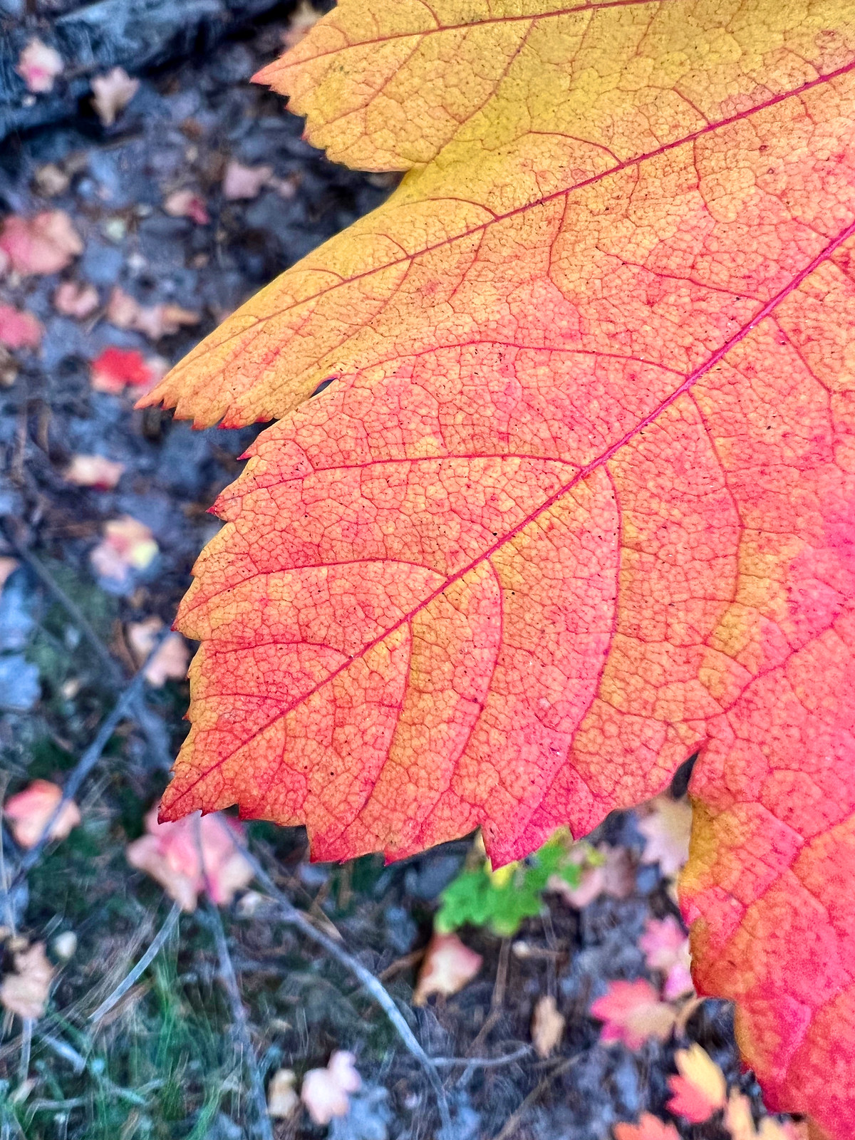 Fall Colors Up Close
