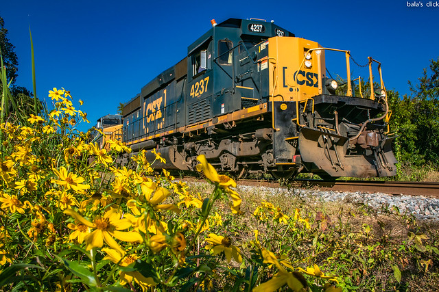 Wildflowers and a Train