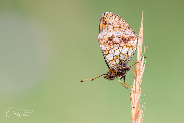 Lesser Marbled Fritillary; Brenthis ino