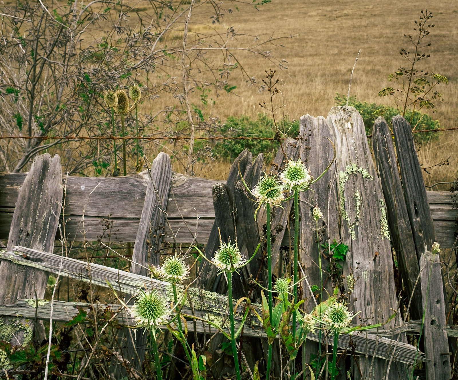 Old fence and thistles