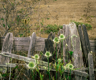 Thumbnail image for album (Old fence and thistles)