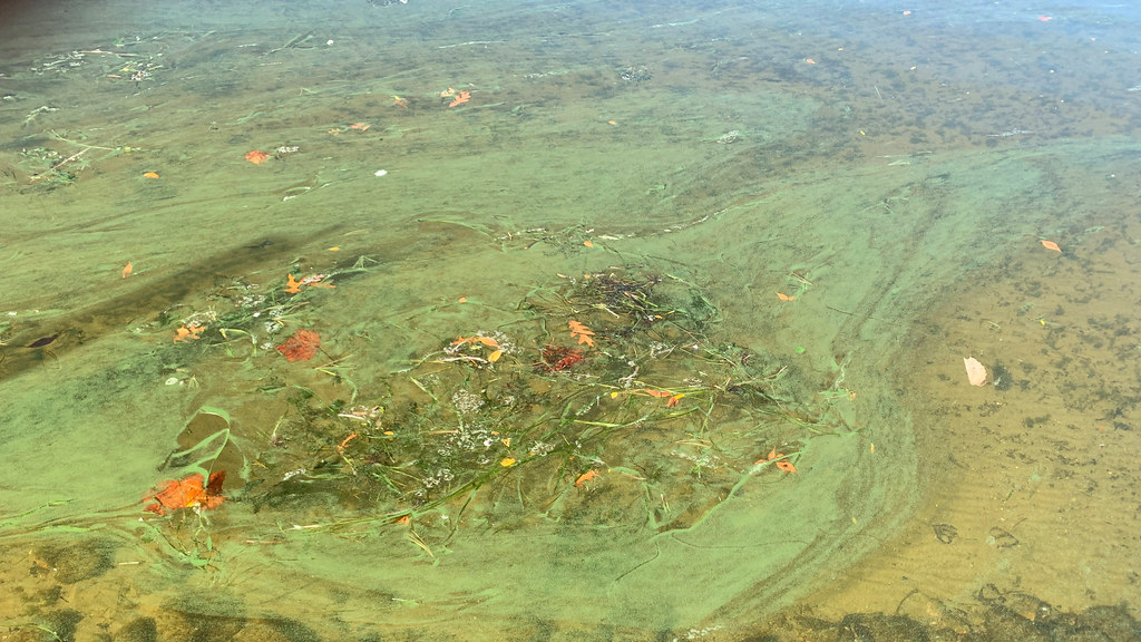 Lake Lansing Confirmed with Cyanobacteria
