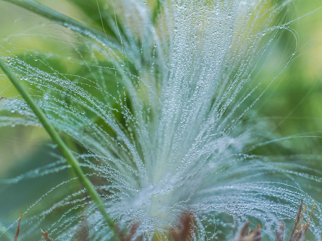 Milkweed Seed with Dew