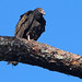 Flickr photo 'Turkey Vulture (Cathartes aura)' by: Mary Keim.