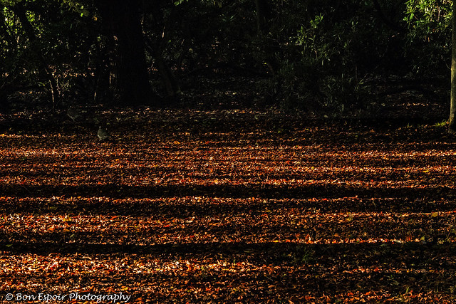 The quintessential autumn rust - Glossop, Derbyshire England