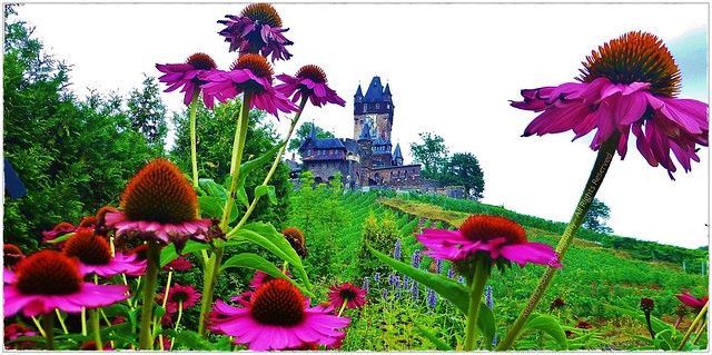 Alemanha - O Castelo de Reichsburg em Cochem é certamente um dos mais enigmáticos e belos castelos da Alemanha, que tão conhecida é por albergar tantos e tão bonitos destes dinossauros da idade média.