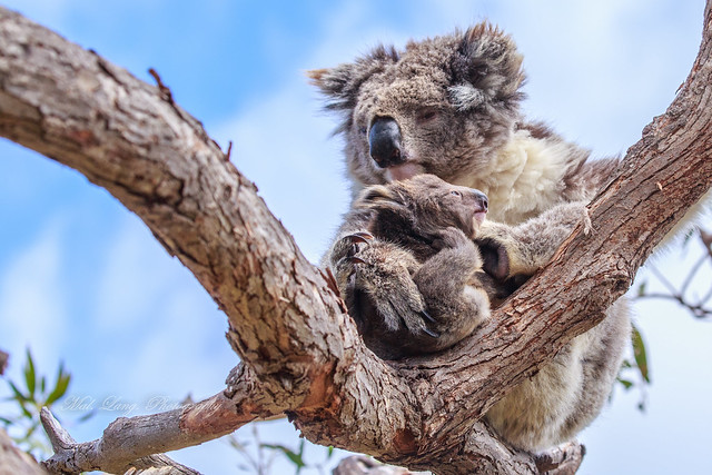 Koala and Joey in a Rough bark manna gum.