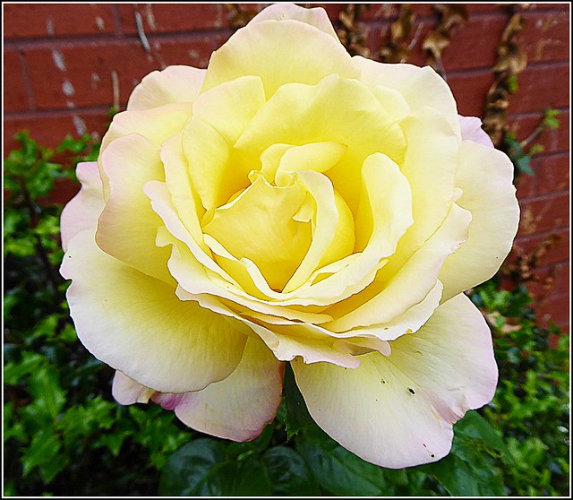 Lovely Rose ....