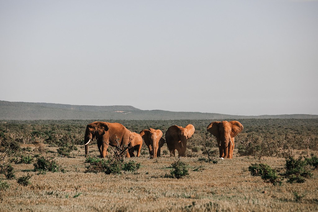 在部分非洲象群中，因過度盜獵象牙，導致大象沒有象牙的情況，從罕見變普遍。圖為示意圖。圖片來源：Rachel Claire／pexels