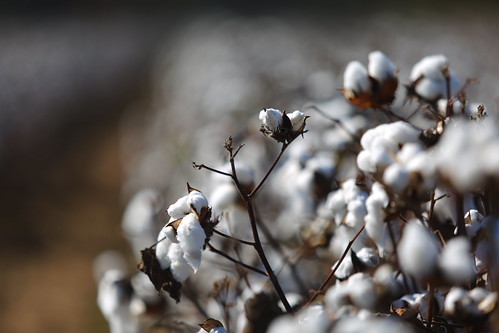Cotton in field
