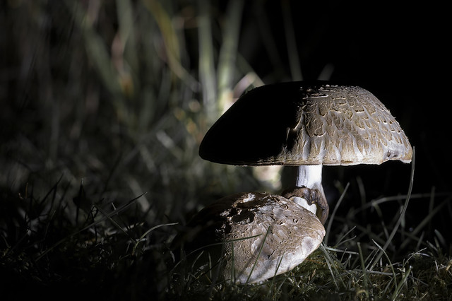 Mushrooms at night