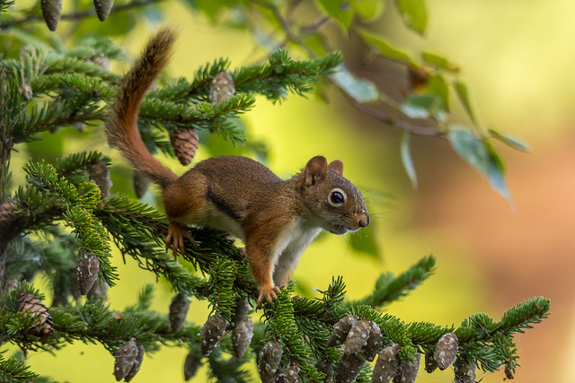 Red squirrel (Écureuil roux)