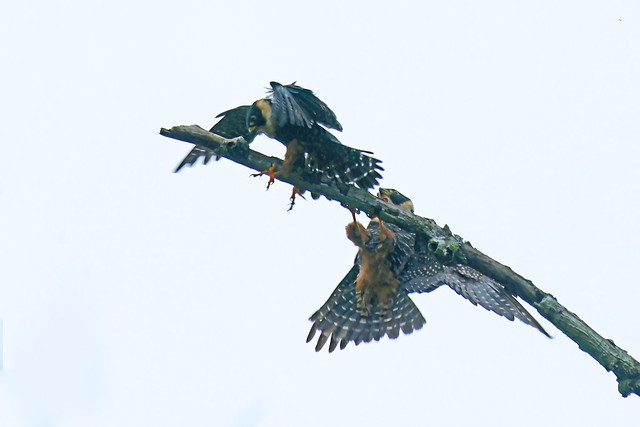 Bat Falcons (Falco rufigularis)