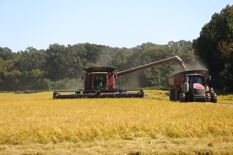 A combine harvesting rice, pouring into a grain cart