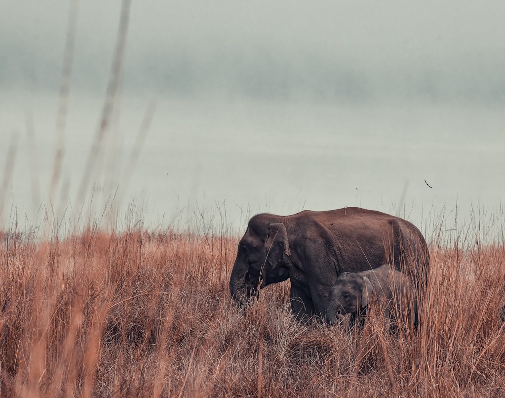沒有象牙的母象生出的小公象，會有一半發育不正常。圖為示意圖。圖片來源： Aenic Visuals／pexels