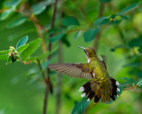 Ruby-throated Hummingbird | by lennycarl08
