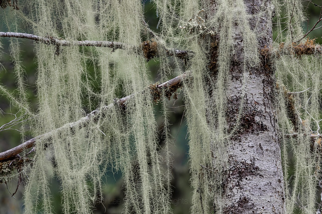 Old Man's Beard in Olympic National Park
