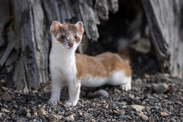 A long tailed weasel in transition from his brown summer coat to his all white winter coat. These little guys are so cute, so hard to find, so fast and so hard to photograph. I love 'em!