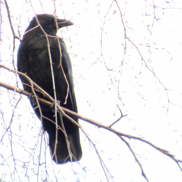 Carrion crow, Corvus corone, Svartkråka