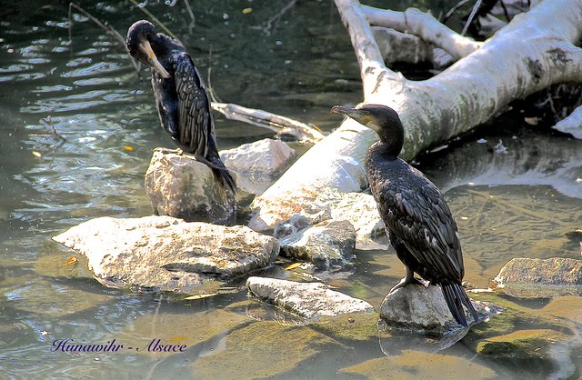 TWO CORMORANTS NEAR a POND in HUNAWIHR ....    ( Alsace ) FRANCE