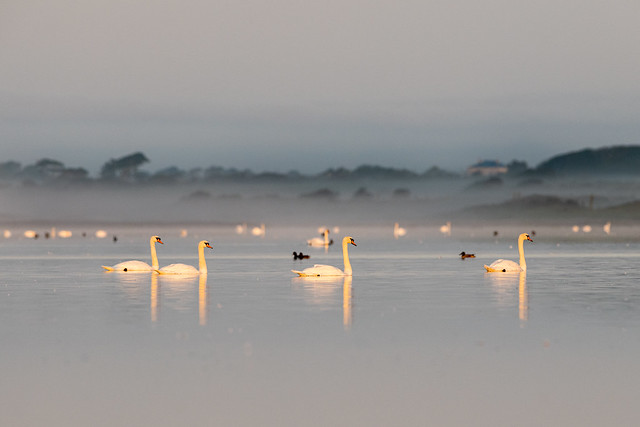 Mute Swans on a foggy morning at first light, Co. Wexford.