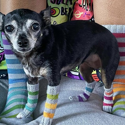 Here’s another for those with canine friends! Tiny leg warmers to match your socks! The sock pattern shown is Moorland Socks by Jen Arnall-Culliford.